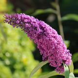 Green boutiQ - Tuinplant - Buddleja davidii Pink Delight - Vlinderstruik - Winterhard - Roze - 1 Plant - Pot 17cm - Hoogte 45cm