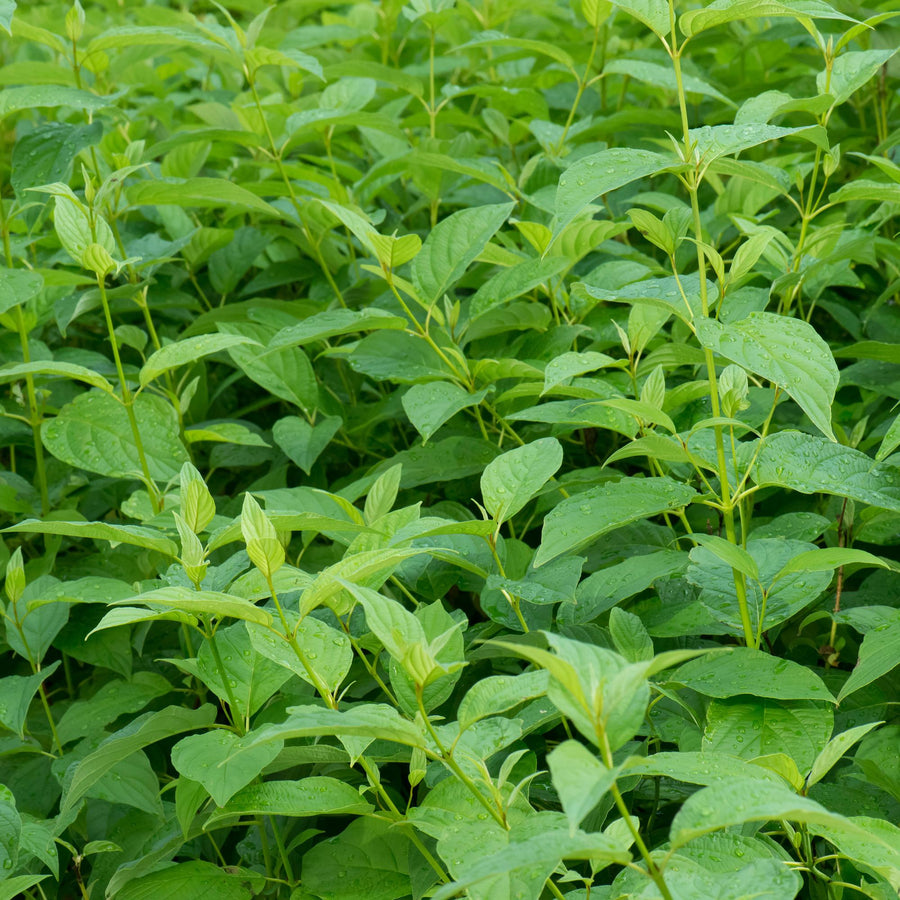 Cornus alba Flaviramea – 45 cm hoog (foto 5)