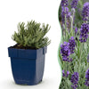 Green boutiQ - Vasteplant - Lavandula ang. Munstead - Lavendel - Geurend - Paars - 12 Planten - Pot 11cm - Hoogte 15-25cm