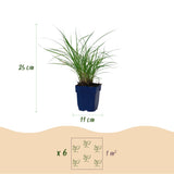Green boutiQ - Grassen - Miscanthus sin. Red Chief - Pampusgras - Met Pluim - Groen - 12 Planten - Pot 11cm - Hoogte 15-25cm