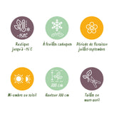 Green boutiQ - Tuinplant - Hibiscus syriacus Woodbridge - Tuin Hibiscus - Winterhard - Roze - 3 Planten - Pot 17cm - Hoogte 45cm