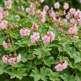 Green boutiQ - Vasteplant - Geranium macr. Ingwersen's Variety - Ooievaarsbek - Bodembedekkend - Licht Roze - 1 Plant - Pot 11cm - Hoogte 15-25cm
