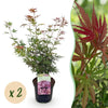 Green boutiQ - Terrasplant - Japanse Esdoorn - Acer palmatum Jerre Swarts - Donker Rood - 2 Planten - Bladverliezend -Pot 19cm Hoogte 70cm