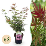 Green boutiQ - Terrasplant - Japanse Esdoorn - Acer palmatum Jerre Swarts - Donker Rood - 2 Planten - Bladverliezend -Pot 19cm Hoogte 70cm
