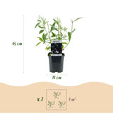 Green boutiQ - Tuinplant - Buddleja davidii Black Night - Vlinderstruik - Winterhard - Paars - 1 Plant - Pot 17cm - Hoogte 45cm