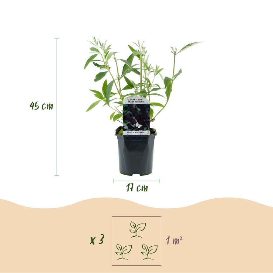 Buddleja davidii Black Night – 45 cm hoog (foto 3)