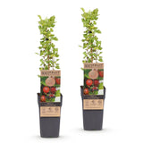 Green boutiQ - Fruitplant - Ribes uva-crispa Hinnonmäki Röd - Kruisbes - Winterhard - Rode Bes - 2 Planten - Pot 15cm - Hoogte 50cm