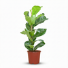 Green boutiQ - Kamerplant - Vioolbladplant - Ficus Lyrata - Groen - Weinig onderhoud - 1 Plant - Pot 21cm - Hoogte 75 - 85cm