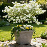 Green boutiQ - Tuinplant - Cornus Florida - Bloem Wit-Roze - 3 Planten - Bladverliezend - Weinig Onderhoud - Pot 12cm Hoogte 35cm