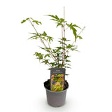 Green boutiQ - Tuinplant - Acer palmatum Sangokaku - Groen - 1 Plant - Bladverliezend - Weing Onderhoud - Pot 12cm Hoogte 35cm