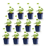Green boutiQ - Vasteplant - Astrantia major - Sterrenkruid - Schaduw - Wit-Roze - 12 Planten - Pot 11cm - Hoogte 15-25cm