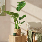 Green BoutiQ - Green is... Kamerplanten - Stelitzia Nicolai - Paradijsvogelbloem - Weinig onderhoud - met mand - Groen - 2 Planten - Pot 17cm - Hoogte 70-90cm