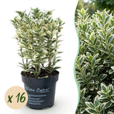 Green boutiQ - 16x Euonymus japonicus White Spire - Kardinaalsmuts - Haagplanten - Groenblijvend - Wit - Groen - Pot 9cm - Hoogte 20-30cm