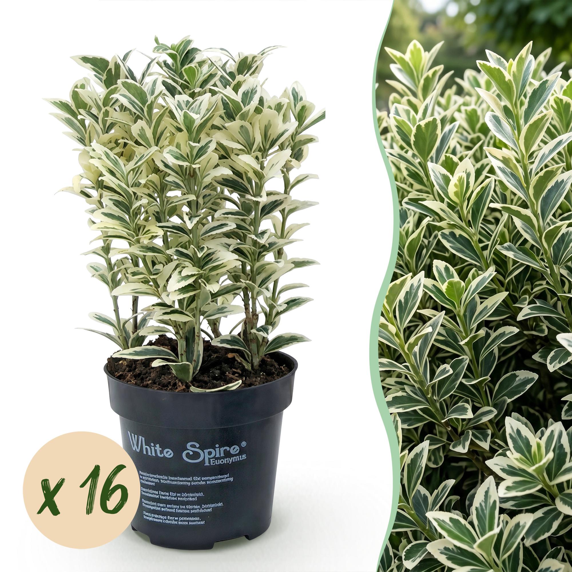 Green boutiQ - 16x Euonymus japonicus White Spire - Kardinaalsmuts - Haagplanten - Groenblijvend - Wit - Groen - Pot 9cm - Hoogte 20-30cm