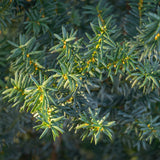 Green boutiQ - Haagplanten - Taxus media Hilii - blad groen - 6 planten - 1 strekkende meter - groenblijvend - pot 17cm hoogte 60cm