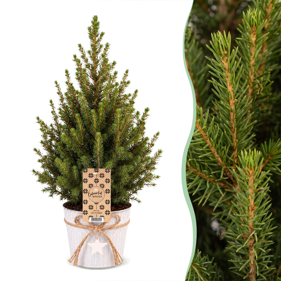 Set van 2 – Pot Ø17 cm · 65 cm hoog · Kegelspar kerstboom besneeuwd · met zinken pot