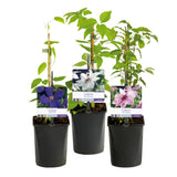 Green boutiQ - Klimplant - Clematis Tricolour- Bloem Roze Wit Paars - Weinig onderhoud - 3 planten - Pot 11cm Hoogte 40cm