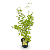 Green boutiQ - Tuinplant - Acer palmatum Summergold - Japanse Esdoorn - Bladverliezend - Geel - 1 - Pot 26cm - Hoogte 90cm