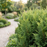 Green boutiQ - 8x Cupressocyparis leylandii 2011 - Leylandii - Haagplanten - Groenblijvend - Groen - Pot 9cm - Hoogte 30-40cm