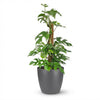 Green boutiQ - Kamerplant - Mini Gatenplant - Monstera Minima Mosstok - Groen - Weinig onderhoud - 1 Plant - met Potter Grijs - Pot 19cm - Hoogte 90cm