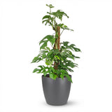 Green boutiQ - Kamerplant - Mini Gatenplant - Monstera Minima Mosstok - Groen - Weinig onderhoud - 1 Plant - met Potter Grijs - Pot 19cm - Hoogte 90cm