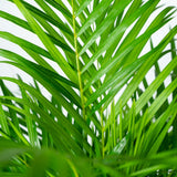 Areca palm - Ø21cm - ↕100cm