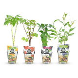 Green boutiQ - Fruitplanten - Rainbow - Rode Bes - Gele Framboos - Zwarte Braam - Blauwe Bes - Winterhard - 4 Planten - Pot9cm
