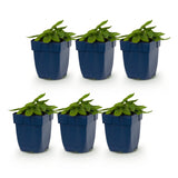 Green boutiQ - Vasteplant - Stachys off. Ukkie - Ezeloor - Rotsplanten - Roze - 6 Planten - Pot 11cm - Hoogte 15-25cm