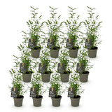 Green boutiQ - Bamboe - Fargesia Black Dragon - Bladhoudend - Niet Woekerend - Groen - 12 Planten - Pot 14cm - Hoogte 35cm
