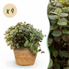 Green boutiQ - Kamerplant - Calissia repens - Kattengras - Huisdiervriendelijk - Groen - 4 Planten - met Mand - Pot 12cm - Hoogte 17-20cm
