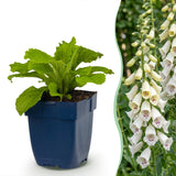 Green boutiQ - Vasteplant - Digitalis purp. Dalmatian White - Vingerhoedskruid - Schaduw - Wit - 6 Planten - Pot 11cm - Hoogte 15-25cm