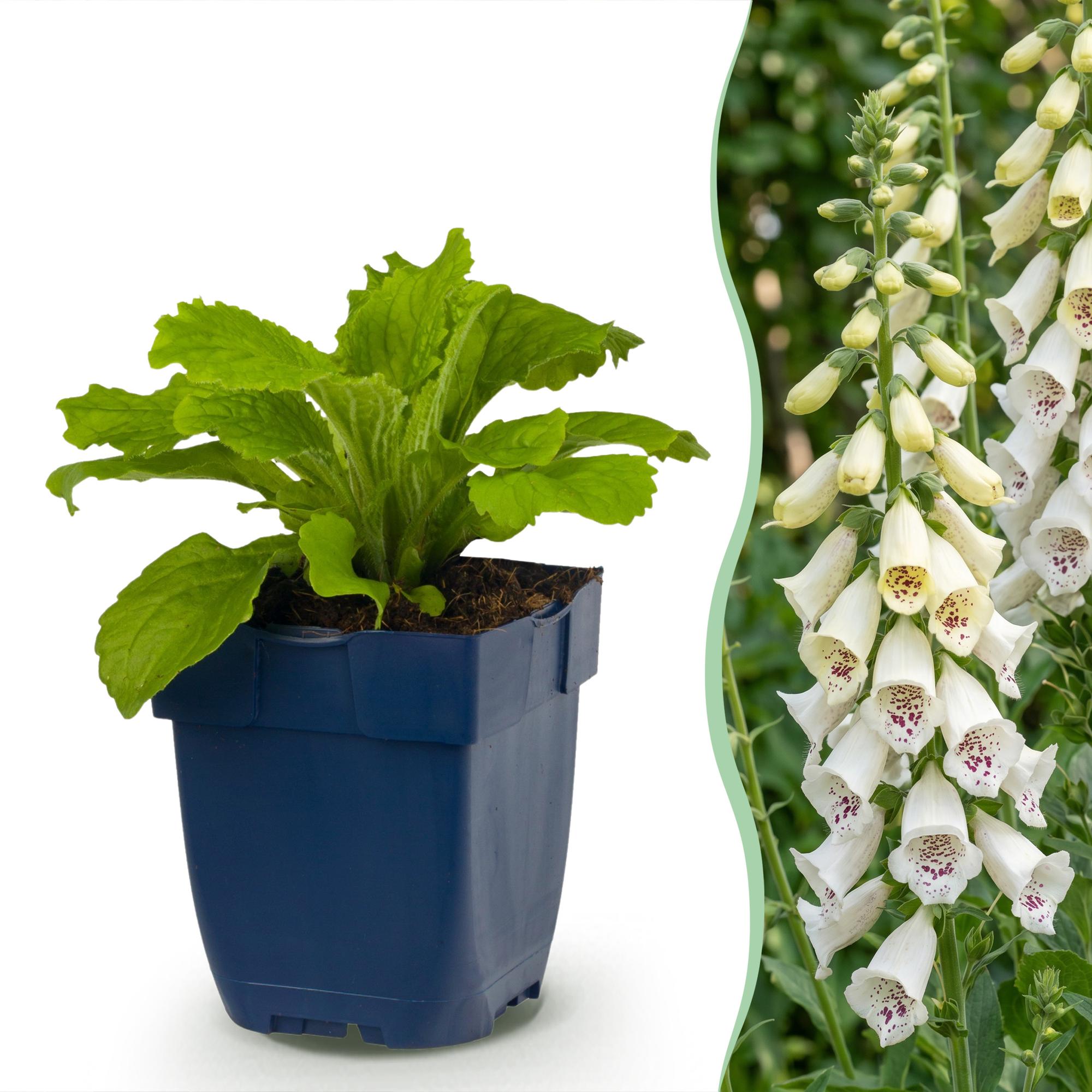 Green boutiQ - Vasteplant - Digitalis purp. Dalmatian White - Vingerhoedskruid - Schaduw - Wit - 6 Planten - Pot 11cm - Hoogte 15-25cm