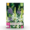 Green boutiQ - Bloembollen - Camassia Leichtlinii Mix - Kleur Paars en Wit - 5 stuks - Bolmaat 12/14 - XXL Pack