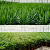 Areca - ↨130cm - Ø24cm + Yucca - ↨100cm - Ø21cm