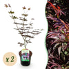 Green boutiQ - Terrasplant - Japanse Esdoorn - Acer palmatum Trompenburg -Donker Paars - 2 Planten - Bladverliezend - Pot 19cm Hoogte 70cm