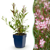 Green boutiQ - Vasteplant - Gaura lindh. Rosyjane - Prachtkaars - Bijen- en vlinderlokkers - Roze - 12 Planten - Pot 11cm - Hoogte 15-25cm