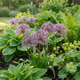 60x Allium Christophii - Sterrenlook - Paars - Zomerbloeier - Bolmaat 10/12