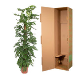 Monstera Monkey Leaf mosstok - 160 cm - ø27