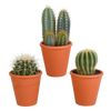 Cactus mix 8.5 cm - 3x - in terracotta pot