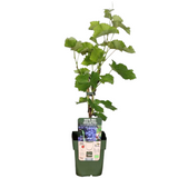 6 x Biologische Druivenplanten — 6 stuks — Ø13 cm, 20 cm hoog