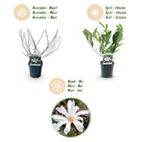 Green boutiQ - Heesters -Magnolia Stellata- Bloem Wit- 1 Plant - Bladverliezend - Weinig Onderhoud - Pot 17cm Hoogte 45cm