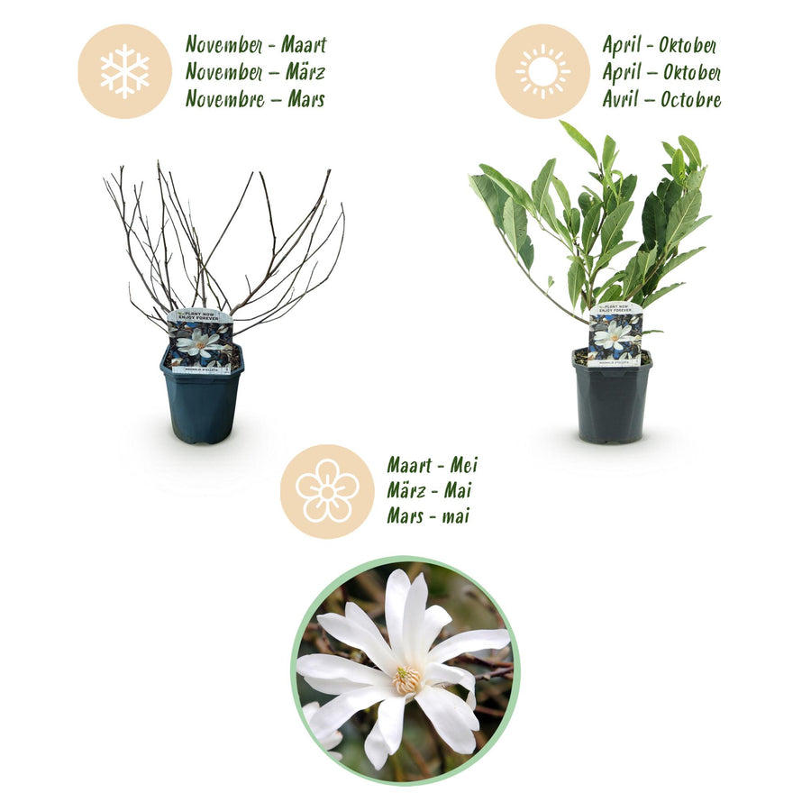 Magnolia Stellata – 45 cm hoog (foto 4)