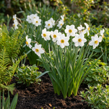240x Narcissus Recurvus - Witte fazantoog - Wit - Voorjaarsbloeier - Bolmaat 10/12