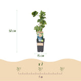 Green boutiQ - Fruitplant - Vitis vinifera Regent - Druivenplant - Geent - Blauwe Druif - 2 Planten - Pot 15cm - Hoogte 50cm