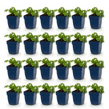 Green boutiQ - Vasteplant - Geranium cant. Cambridge - Ooievaarsbek - Bodembedekkend - Licht Roze - 24 Planten - Pot 11cm - Hoogte 15-25cm