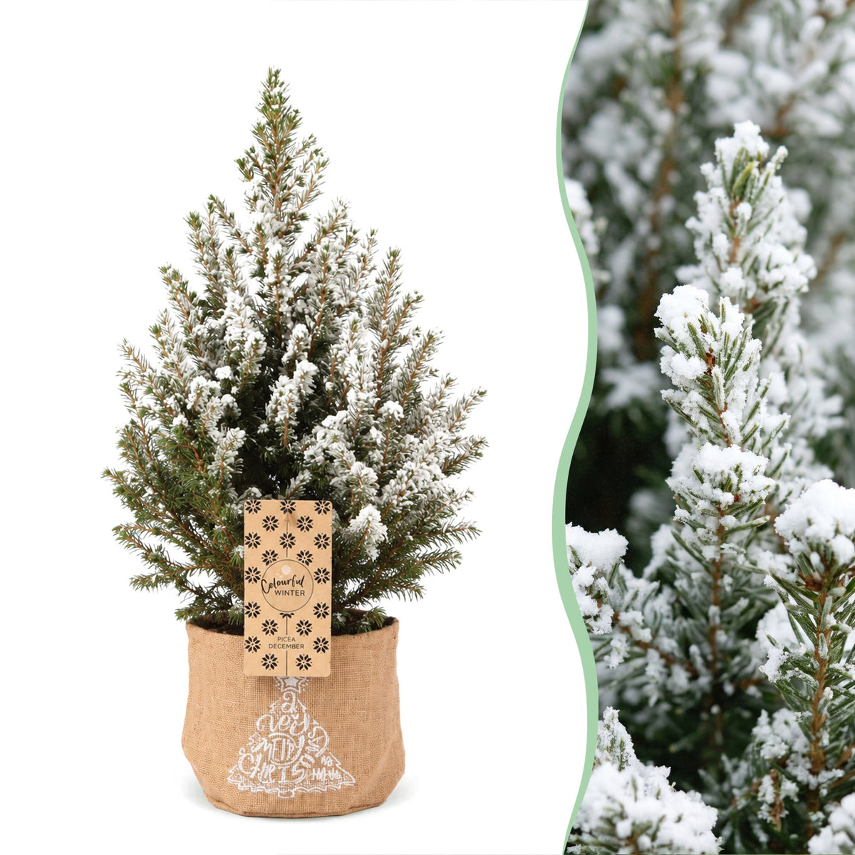 Kegelspar kerstboom besneeuwd — Ø17 cm, 65 cm hoog — met jute zak