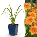 Green boutiQ - Vasteplant - Hemerocallis Mauna Loa - Daglelie - Bijen en Vlinderlokkers - Oranje - 6 Planten - Pot 11cm - Hoogte 15-25cm