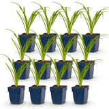 Green boutiQ - Vasteplant - Hemerocallis Tricolour - Daglelie - Bijen- en vlinderlokkers - Creme - Geel - Rood - 12 Planten - Pot 11cm - Hoogte 15-25cm