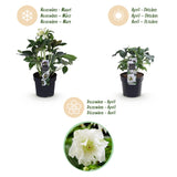 Green boutiQ - Tuinplant - Lenten Rose - Helleborus orientalis Double Ellen White - Witte Bloem -1 Plant - Groenblijvend - Pot 14cm Hoogte 35cm