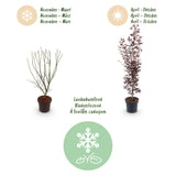 Green boutiQ - Tuinplant - Acer palmatum Atropurpureum - Japanse Esdoorn - Bladverliezend - Paars - 1 - Pot 26cm - Hoogte 90cm